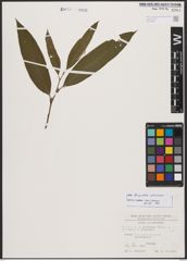 Salix burjatica Nasarow